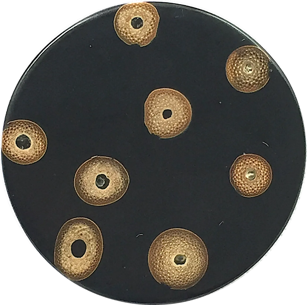 Black/Tan Bamboo Natural Dots Button 1-1/8".  #0600