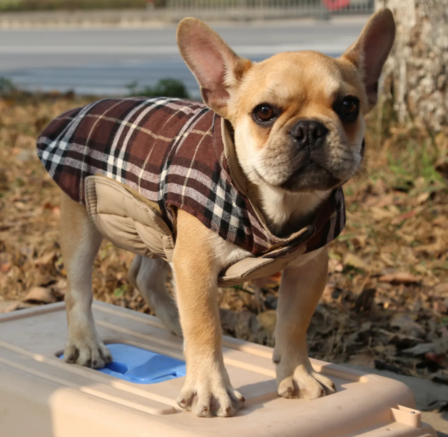 French bulldog  Jacket (WS18)