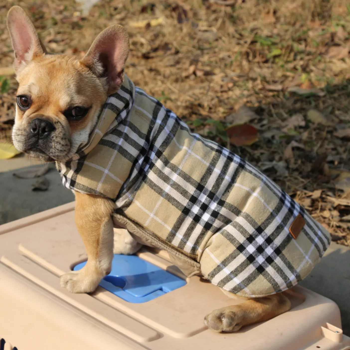 French bulldog  Jacket (WS18)