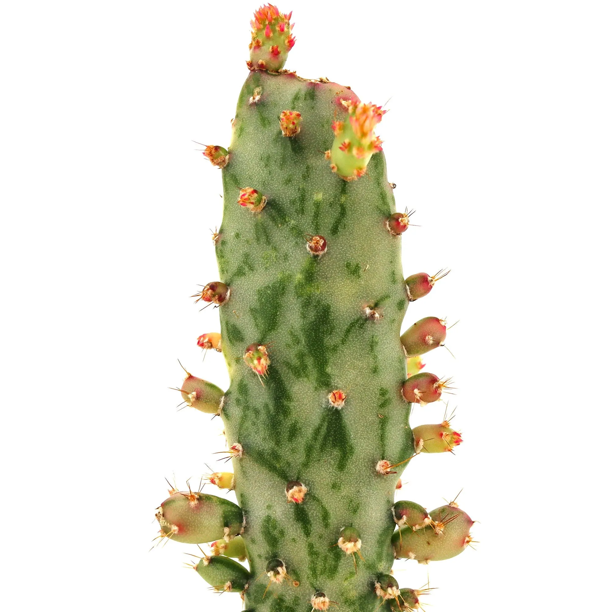 Opuntia monacantha variegata 'Variegated Joseph's Coat'