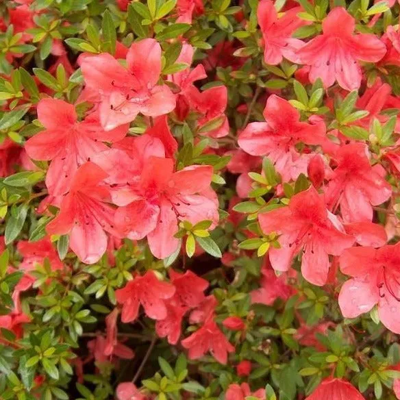 Orange Macrantha Azalea