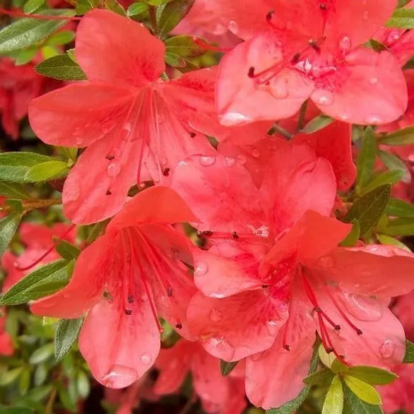 Orange Macrantha Azalea