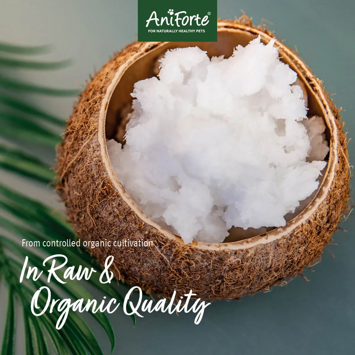 Organic Coconut Oil